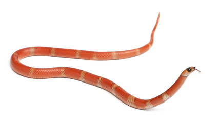 Hypomelanistic Honduran milk snake, in front of white background