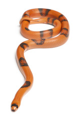 Reverse Hypomelanistic Honduran milk snake, in front of white