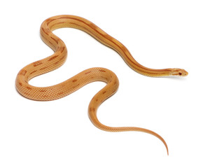 Pinstriped albino corn snake, Pantherophis guttatus