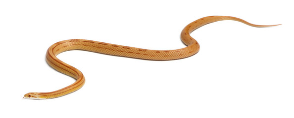 Pinstriped albino corn snake, Pantherophis guttatus