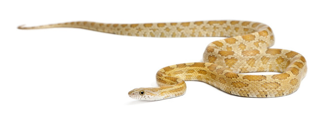 Pinstriped albino corn snake, Pantherophis guttatus