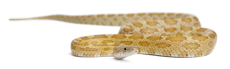 Goldest juvenile Corn Snake, Pantherophis guttatus
