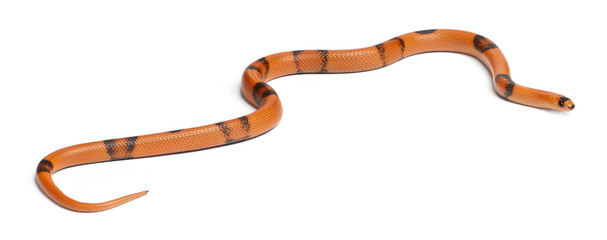 Tricolor sunrise reverse Honduran milk snake