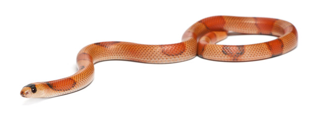 Tricolor hypomelanistic Honduran milk snake, in front of white
