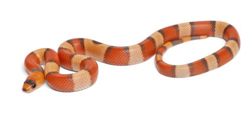 Fototapeta premium Tricolor hypomelanistic Honduran milk snake