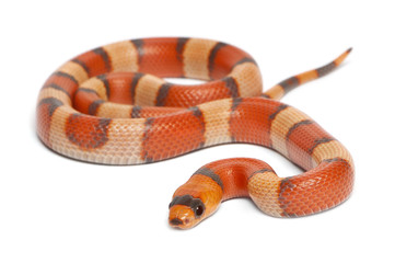 Fototapeta premium Tricolor hypomelanistic Honduran milk snake