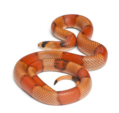 Tricolor hypomelanistic Honduran milk snake, in front of white