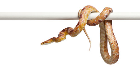 Okeetee albino Corn Snake, Pantherophis guttatus