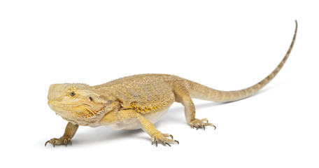 Central Bearded Dragon, Pogona vitticeps