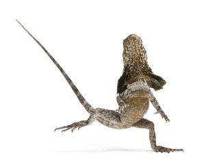 Frill-necked lizard, also known as the frilled lizard - Powered by Adobe