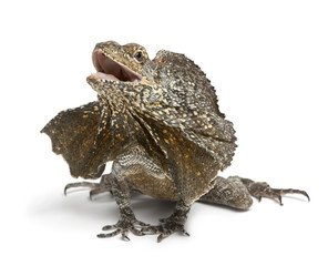 Frill-necked lizard, also known as the frilled lizard