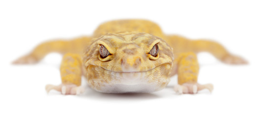 Aptor Leopard gecko, Eublepharis macularius