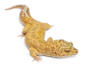 Aptor Leopard gecko, Eublepharis macularius