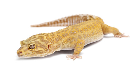 Aptor Leopard gecko, Eublepharis macularius
