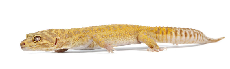 Aptor Leopard gecko, Eublepharis macularius