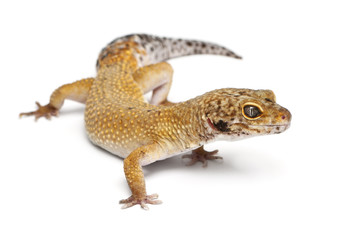 Obraz premium Hypomelanistic Leopard gecko, Eublepharis macularius