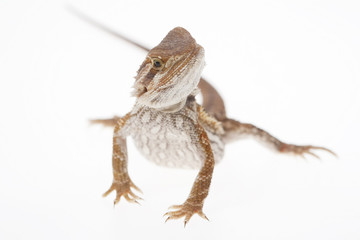 Bearded dragon on white
