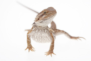 Bearded dragon on white