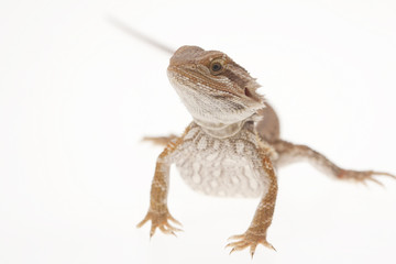 Obraz premium Bearded dragon on white