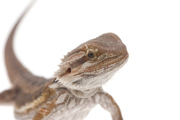 Naklejka premium Bearded dragon on white