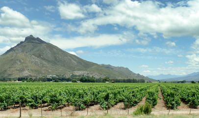 Fototapeta na wymiar Cape Town wineyard grapes, South Africa