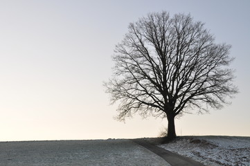 einsamer Baum im Winter