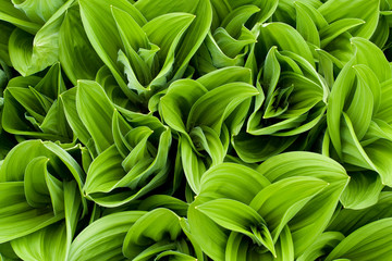 Fototapeta premium Greenee