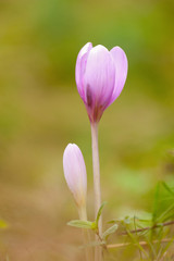 Fototapeta premium Flowers