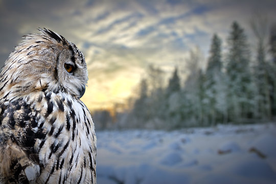 Owl On Winter Forest Background