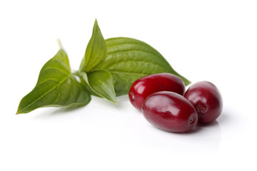 Kornelkirsche (Cornus mas) © abcmedia