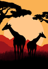 Fototapeta na wymiar Giraffe family silhouettes in Africa wild nature mountain