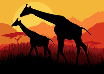Obraz premium Giraffe family silhouettes in Africa wild nature mountain