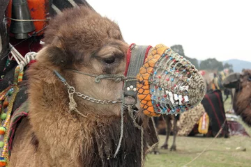 Papier Peint photo autocollant la Turquie camel wrestling at selcuk in turkey