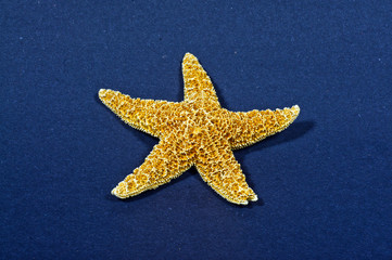 Starfish closeup