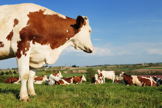 group of nices cows