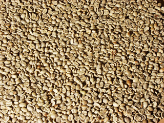 many coffee raw grain