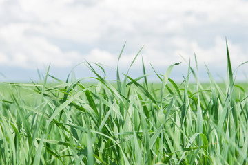 Leaves of green grass on background blue sky