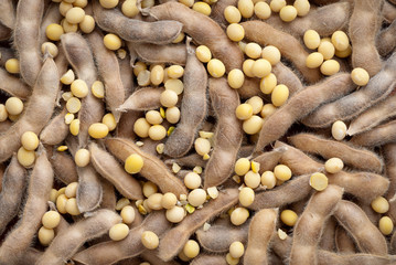 soybean