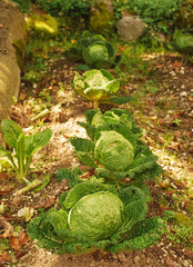 Row of Cabbages in Orto