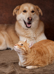 chien et chat roux ensemble