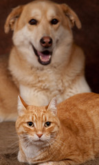 portrait d'un chat roux et d'un chien