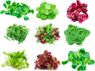 Lettuce collection