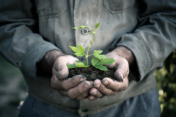 Man hands holding a green young plant