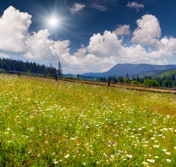 summer landscape - field of flowering camomiles in the mountains