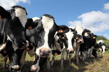 Line Of Black And White Holstein Dairy Cows