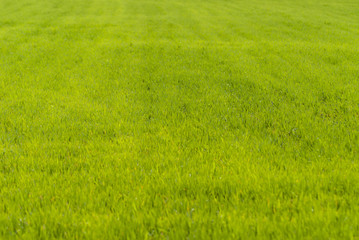 Obraz na płótnie Canvas trawnik