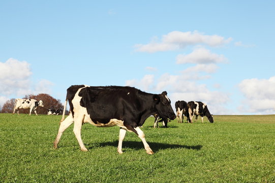 Holstein Friesian Dairy Cow Walking Across Pasture