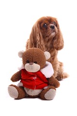 Hund Cavalier mit Teddybär