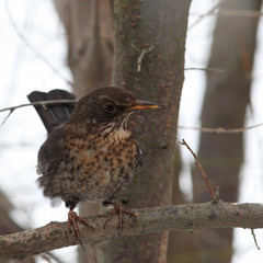 Bllachbird on branch