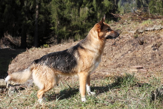 Alert Young Alsation or German Shepherd Dog